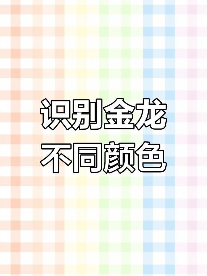 金龍藍底好還是金底好|探討“金龍藍底好還是金底好”這一問題需綜合多方面因素考量