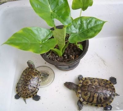 金龍魚是啥顏色 金龍魚的顏色是不是也分好幾種