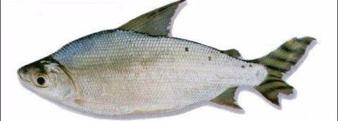 魚身上長白斑，原因、癥狀及防治方法（附圖片參考）魚體白斑病的成因、癥狀與防治全解析（附圖片參考）