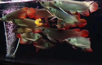 白子魟魚怎么配的：\"白子魟魚怎么配的\"