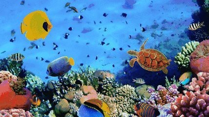 長興水族店|關于“長興水族店”
