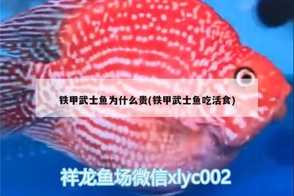鐵甲武士魚最佳混養搭配，鐵甲武士魚混養水質要求