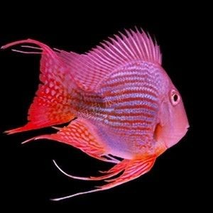 元寶鳳凰魚國產(chǎn)與進口的區(qū)別：元寶鳳凰魚進口品種鑒別方法元寶鳳凰魚進口品種鑒別技巧分享