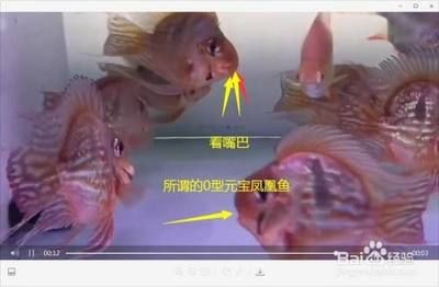 元寶鳳凰魚國產與進口的區別：元寶鳳凰魚進口品種鑒別方法元寶鳳凰魚進口品種鑒別技巧分享
