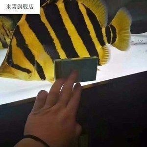 四紋虎魚繁殖環境優化技巧，四紋虎魚繁殖期飼料配方 四紋虎魚繁殖環境優化技巧，四紋虎魚繁殖期飼料配方 虎魚百科 第4張
