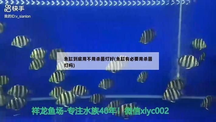 四紋虎魚繁殖環境優化技巧，四紋虎魚繁殖期飼料配方