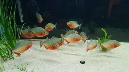 黃金河虎魚發色技巧分享，黃金河虎魚發色技巧