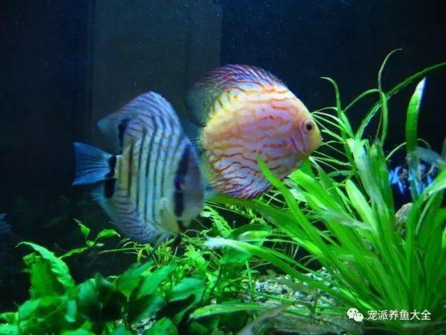熱帶魚(yú)水溫管理常見(jiàn)誤區(qū)，關(guān)于熱帶魚(yú)水溫管理的一些誤區(qū)