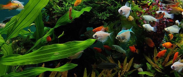 熱帶魚水溫管理常見誤區(qū)，關(guān)于熱帶魚水溫管理的一些誤區(qū)