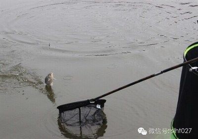 龍魚缸哪個牌子好用又便宜又好用，如何選擇一個既便宜又好用的龍魚缸