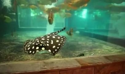 魟魚缸能下鹽嗎：魟魚缸可以下鹽嗎[需手動填充]魚缸能下鹽嗎，對魚缸能下鹽嗎 魟魚缸能下鹽嗎：魟魚缸可以下鹽嗎[需手動填充]魚缸能下鹽嗎，對魚缸能下鹽嗎 魟魚百科 第1張