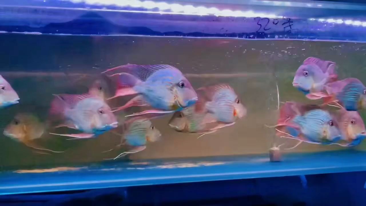 進口元寶鳳凰魚就是漂亮.尺寸18~20cm：大尺寸18~20cm進口元寶鳳凰魚
