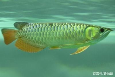 進口元寶鳳凰魚就是漂亮.尺寸18~20cm：大尺寸18~20cm進口元寶鳳凰魚