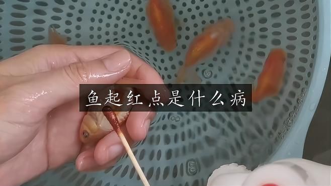奈及利亞紅圓點狗頭魚好養嗎|今天終于喜提奈及利亞紅圓點狗頭魚:艷麗活潑的夢幻品種