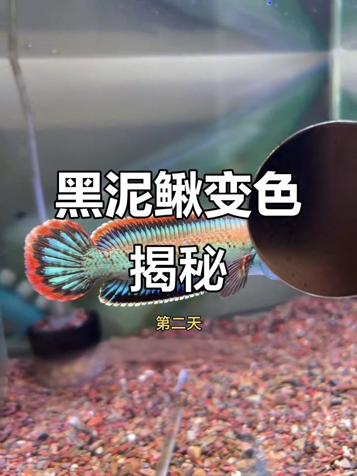 龍魚(yú)換缸后多久恢復(fù)？|龍魚(yú)換缸后多久出狀態(tài)？