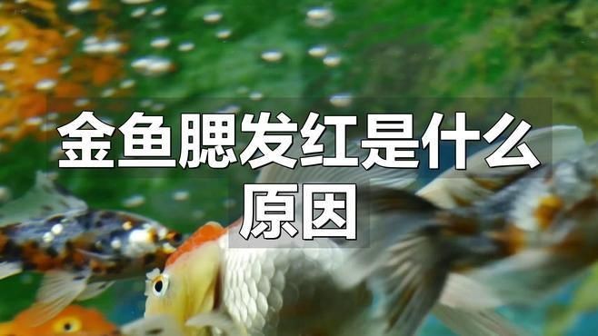 魚鰓充血會自愈嗎？|《魚鰓充血會自愈嗎》魚鰓充血是養殖過程中常見病癥