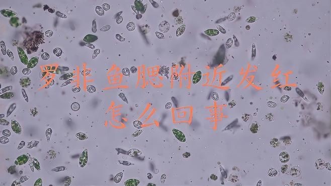 魚鰓充血會自愈嗎？|《魚鰓充血會自愈嗎》魚鰓充血是養殖過程中常見病癥