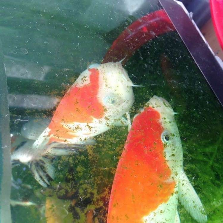 錦鯉蒙眼病怎么治最有效|錦鯉蒙眼病的治療方法與注意事項