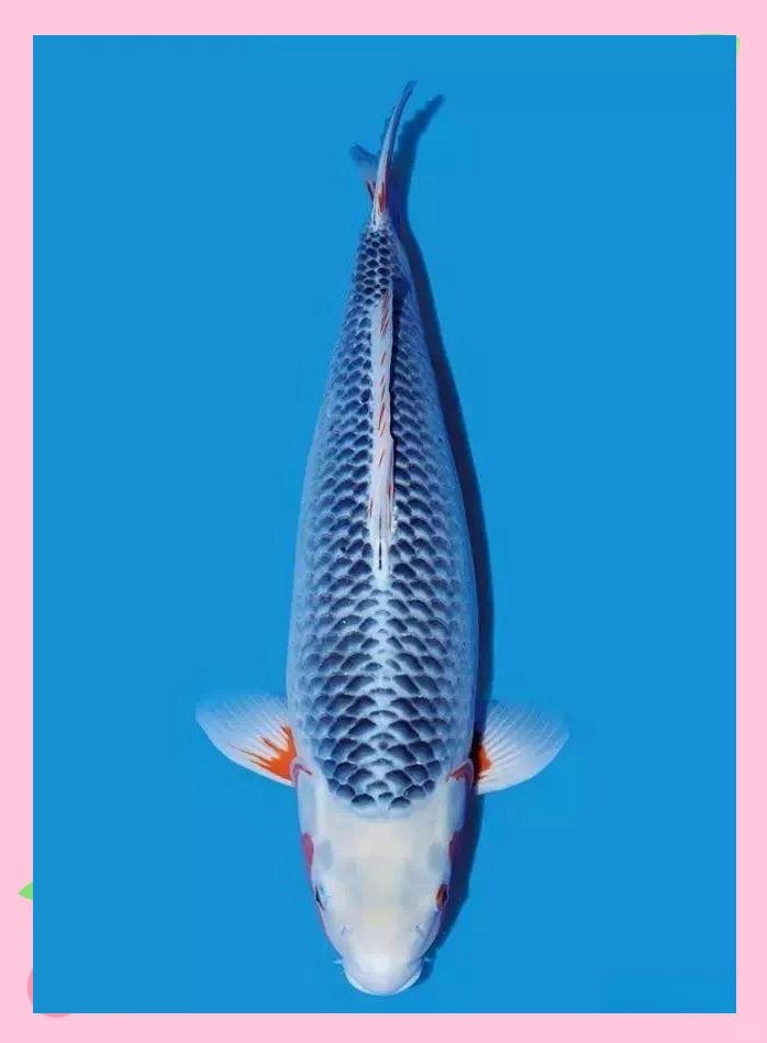 錦鯉蒙眼病怎么治最有效|錦鯉蒙眼病的治療方法與注意事項