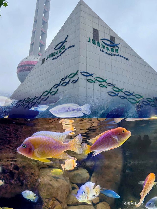 海原水族店|海原縣水族店探訪記