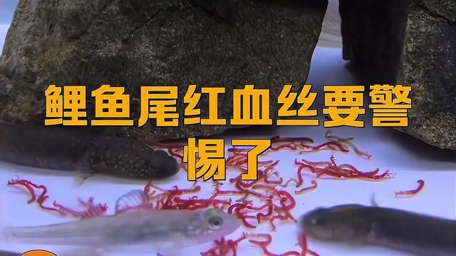 如何預防魚尾再次充血帶血絲？|魚尾充血怎么回事