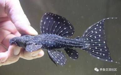 精品元寶鳳凰魚祥龍魚場出品：精品元寶鳳凰魚祥龍魚場