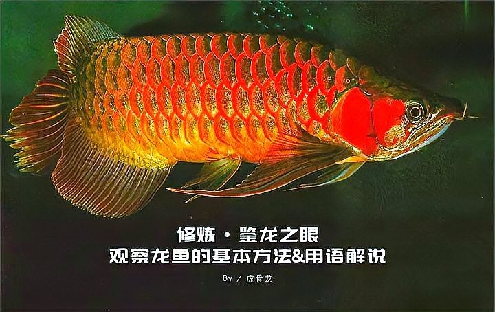 龍魚后三鰭撐開是血統表現嗎？|龍魚后三鰭撐開與血統的關系