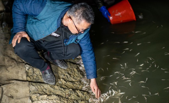 最名貴的龍魚品種排名前十是什么魚圖片：探秘龍魚世界，十大最名貴龍魚品種排行榜