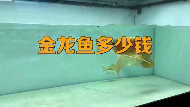 龍魚高背和過背哪個貴|·鹿城金龍魚價格一覽表探跡guide鹿城金龍魚價格一覽