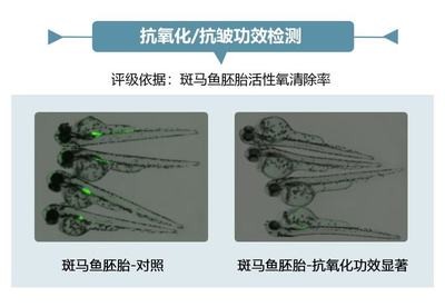 吉安水族館北京免費送虎魚沒有交易不收取任何費用請不要刪除 吉安水族館北京免費送虎魚沒有交易不收取任何費用請不要刪除 虎魚百科 第3張