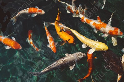 黃金貓是什么魚類的魚(金魚都是什么魚)