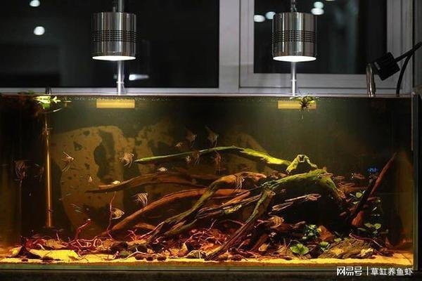 高碑店龍魚店|河北高碑店龍魚店哪家最好高碑店興順水族店興順水族店