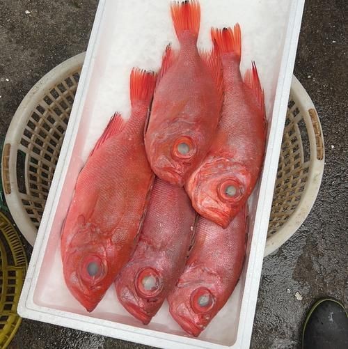 紅色的海魚有幾種圖片|《紅色的海魚有幾種圖片》