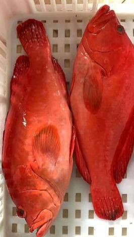 紅色的海魚有幾種圖片|《紅色的海魚有幾種圖片》