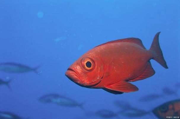 紅色的海魚有幾種圖片|《紅色的海魚有幾種圖片》