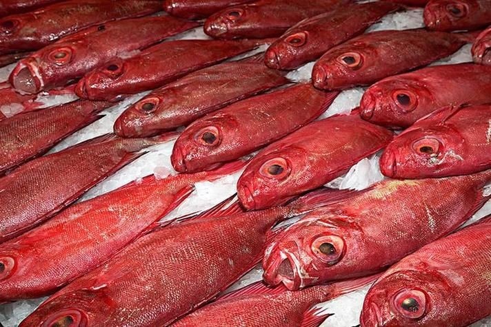 紅色的海魚有幾種圖片|《紅色的海魚有幾種圖片》
