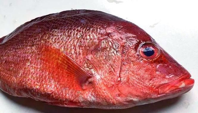紅色的海魚有幾種圖片|《紅色的海魚有幾種圖片》