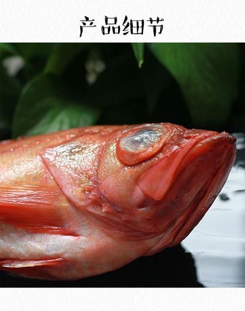 紅色的海魚有幾種圖片|《紅色的海魚有幾種圖片》