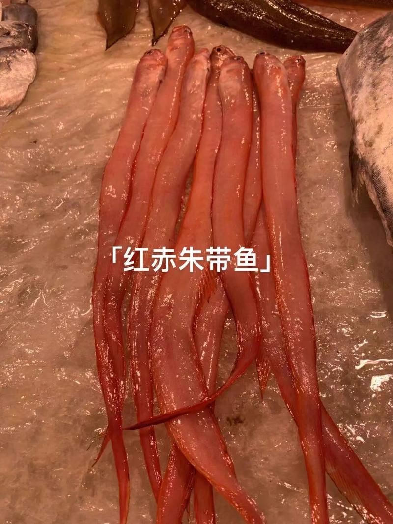 紅色的海魚有幾種圖片|《紅色的海魚有幾種圖片》