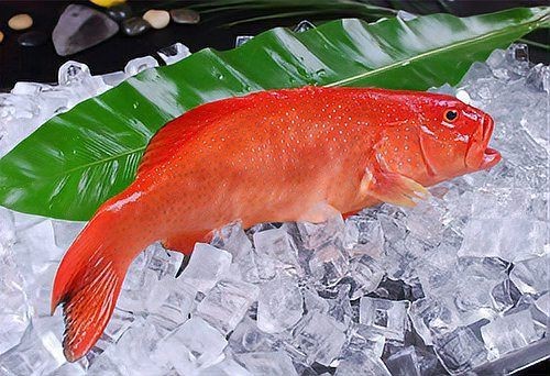 紅色的海魚有幾種圖片|《紅色的海魚有幾種圖片》