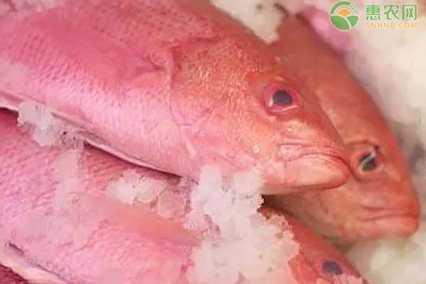 紅色的海魚有幾種圖片|《紅色的海魚有幾種圖片》
