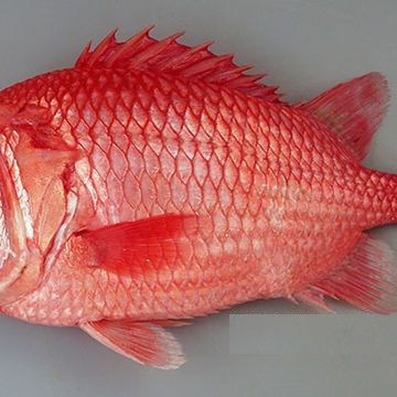 紅色的海魚有幾種圖片|《紅色的海魚有幾種圖片》