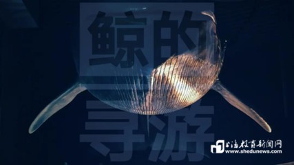 龍魚虎魚最佳溫度（ 龍魚虎魚最佳溫度是多少度）