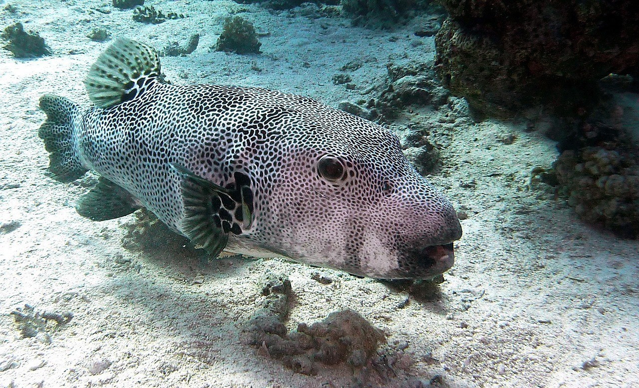 龍魚鎮宅藥第一名|關于龍魚鎮宅藥的使用