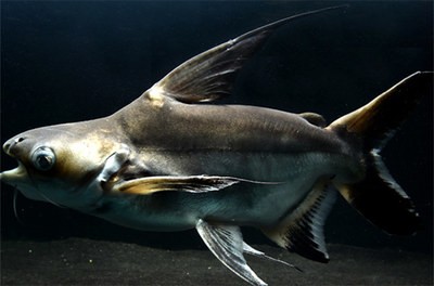 魚缸過濾系統(tǒng)壞了(魚缸過濾系統(tǒng)壞了魚能堅持多久)