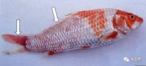 寧波海水觀賞魚有哪些品種圖片（ 寧波海水觀賞魚有哪些品種圖片和價格）