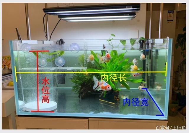 魚缸最佳水位圖|魚缸最佳水位設(shè)置的黃金法則