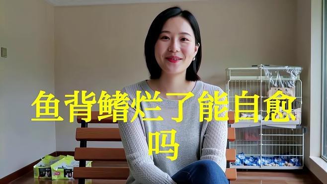 龍魚爛鰭能否自愈|如何判斷龍魚爛鰭是否嚴重 龍魚爛鰭能否自愈|如何判斷龍魚爛鰭是否嚴重 龍魚百科 第3張