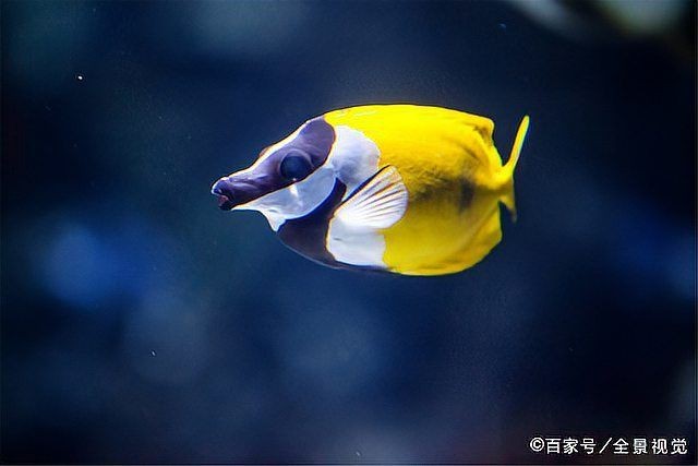 龍魚外寄怎么辦|龍魚體外寄生蟲怎么治療