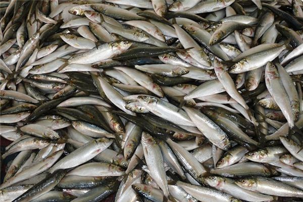 魚死了是吉兆還是兇兆|風水魚死亡的吉兇解讀：魚死亡的吉兇解讀本質上是辯證的